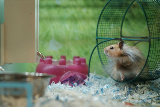 hamster-wheel